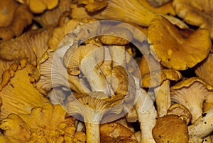 Girolles