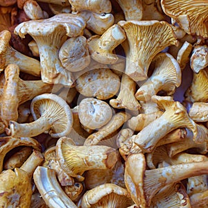Girolles