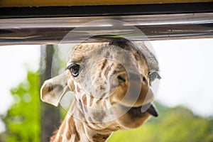 Girrafe sticks its tongue out while being fed, in Everland, Korea