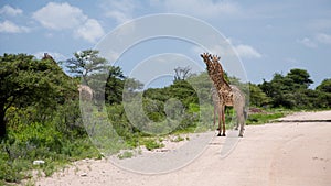 Girrafes in Etosha park, Namibia