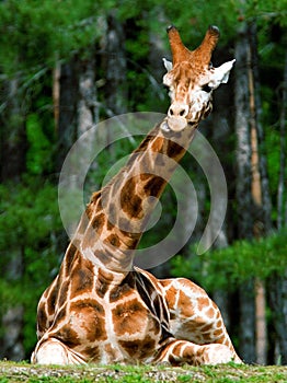 Girraffe