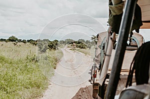 A girraffe in thee middle of the road during a safari in mikumi Morogoro