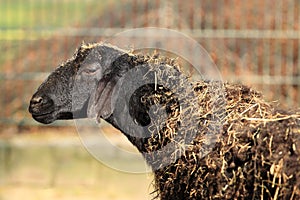 Gissar sheep