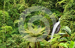 Gitgit waterfall at Singaraja regency of Bali - Indonesia