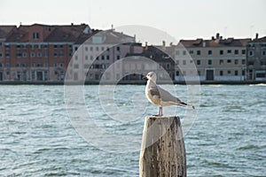 Giudecca Island, in the City of Venice.