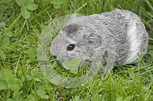 Giunea pig