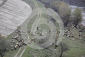 Romanian shepherd with his sheep in a dirty industrial area