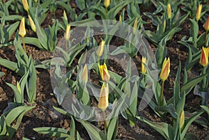 Giuseppe Verdi tulips grown in the park.