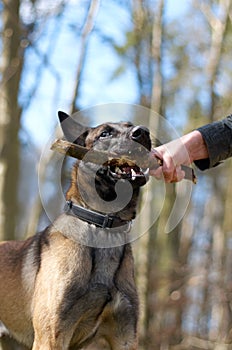 Give it back boy. an owner taking a stick back from his alsation.