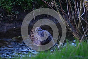 Give the cold Shoulder