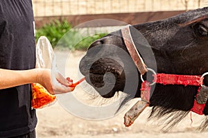 Give the horse a carrot. A horse is attracted by a juicy carrot and it stretches its neck to reach the carrot. Amusing
