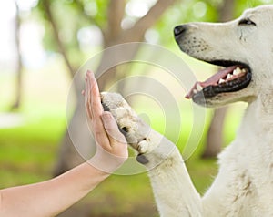 Give me five - Dog pressing his paw against a woman hand