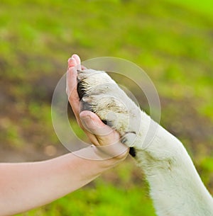 Give me five - Dog pressing his paw against a woman hand