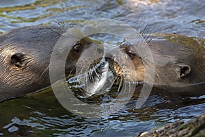 Give me a kiss. I`ll give you a fish - A giant otter Pteronura brasiliensis