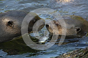 Give me a kiss. I`ll give you a fish - A giant otter Pteronura brasiliensis
