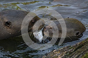 Give me a kiss. I`ll give you a fish - A giant otter Pteronura brasiliensis