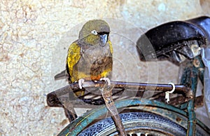 Give me a lift - Parrot on a Bicycle, Argentinia