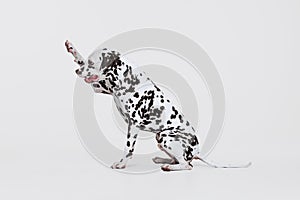 Full-length portrait of young beautiful Dalmatian dog posing isolated over gray studio background. Concept of breed, vet