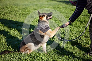 Give a round of apPAWS for a well trained dog. an adorable german shepherd being trained by his owner in the park.