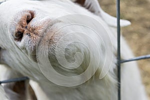 Give Us a Kiss!: Closeup of goat's lips