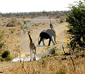 Give Way to Elephants