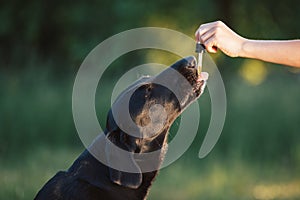 Giving CBD hemp oil to dog