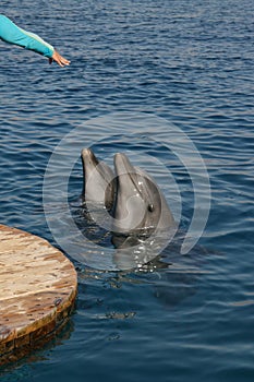 Giving hand to a dolphins