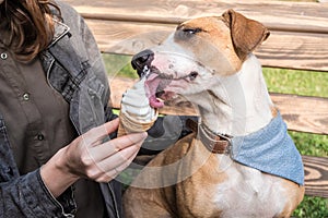 Giving ice cream to funny cute dog. Young female feeds vanilla i