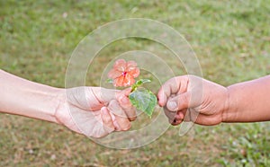 Giving little orange flower.