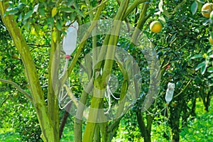 Giving nourishment to orange trees Inject into the trunk