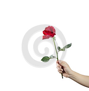Giving a red rose in hand on a white background.