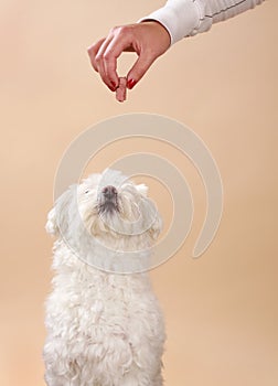 Giving treat to dog