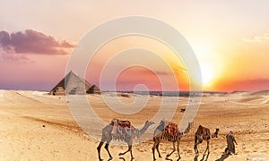 Giza desert scenery with Pyramids and camels at sunset