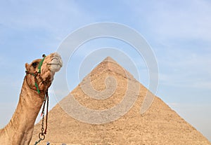 Giza; Egypt: The Pyramid of Chephren closeup