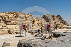 Giza little pyramid view with camels in the foreground. El Cairo photo