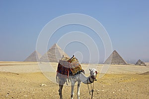 Giza Pyramids with Egyptian Camel