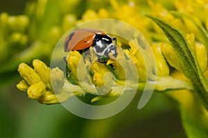 Glacial Lady Beetle - Hippodamia glacialis