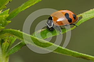 Glacial Lady Beetle - Hippodamia glacialis