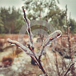 glaciation on plants photo