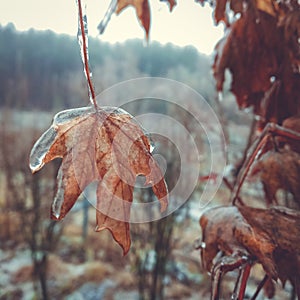 glaciation on plants photo