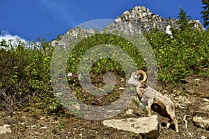 Glacier Bighorn Sheep