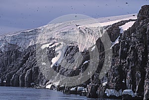 Glacier, bird cliffs and murres