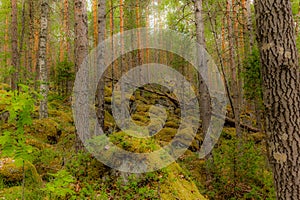 Glacier erratics covered in moss and lichens in the Linansaari National Park in Finland  among plants of blueberries - 1