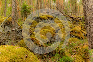 Glacier erratics covered in moss and lichens in the Linansaari National Park in Finland  among plants of blueberries - 3 photo