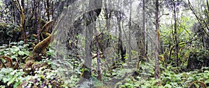 Glacier Forest Trail, Juneau, Alaska, United States of America