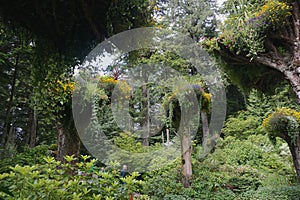 Glacier Gardens is a rain forest botanical garden in the Tongass National Forest.