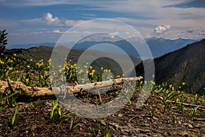 Glacier Lilies