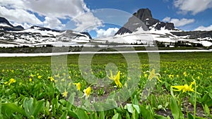 Glacier lilies with mt oberlin in the background at logan pass in glacier np