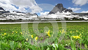 glacier lilies with mt oberlin in the background at logan pass in glacier np