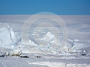 glacier,seal and penguins,Antarctica